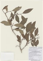 藏品(臺灣厚距花)的圖片